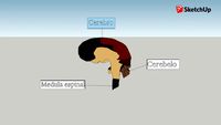 Cerebro