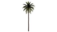 areca