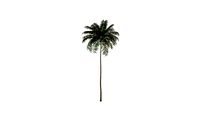 areca