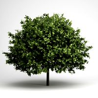 CGAxis SmallLeaved Lime 16 3D Model