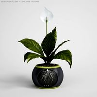 Potted Plant CGAxis models 006 05 3D Model