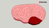 cerebro