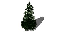 abies concolor