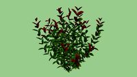 photinia shrub