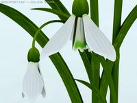 Snowdrop 3D Model