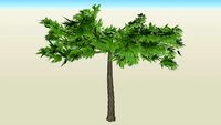 Morus kagayamae 'Fruitless'