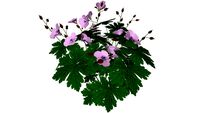 geranium+endressii