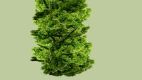 Juniper #1