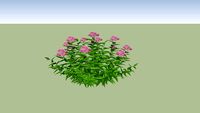 Spirea