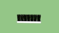 HORSETAIL
