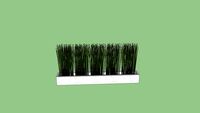 HORSETAIL