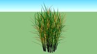 Miscanthus spring