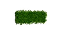 Haie Carpinus