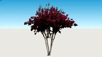 ARC Crape Myrtle Pink