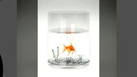red fish poissons rouge aquarium