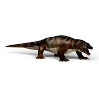 komodo dragon