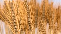 wheat