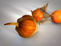 physalis fruit