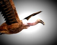 vulture bird pbr rigged low poly