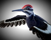 woodpecker bird pbr rigged low poly