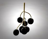black currant