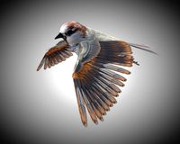 sparrow bird pbr rigged low poly