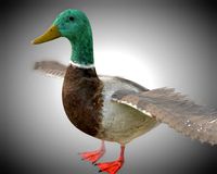 duck pbr bird rigged low poly