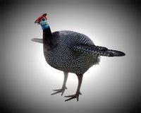 guinea fowl pbr bird rigged low poly