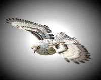 owl bird pbr rigged low poly