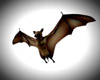 bat pbr bird rigged low poly