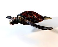 sea turtle rigged low poly