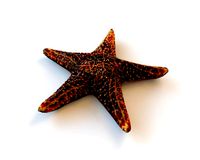 star fish v1 rigged low poly