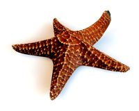 star fish v2 rigged low poly