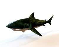 tiger shark rigged low poly