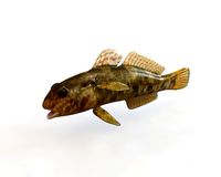 frillfin goby fish low poly