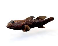 triple tooth goby fish low poly