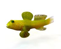 yellow watchman goby fish low poly