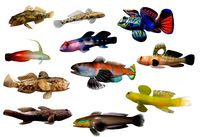 11 goby fish collection low poly