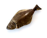 halibut flat fish low poly