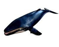 humpback whale rigged low poly