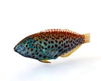pakoko wrasse fish low poly