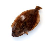 panamic flounder fish low poly
