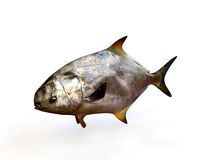 pompano fish low poly