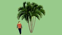 Areca Bambu