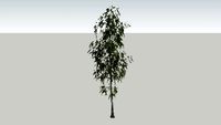 itrees-02-aspen_0002