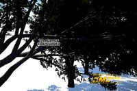 TreeGen04-OakTrees02