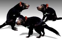 Tasmanian Devil Animated