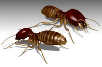 Termite Worker