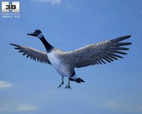 Canada Goose 3D Model