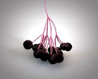 elderberry berries